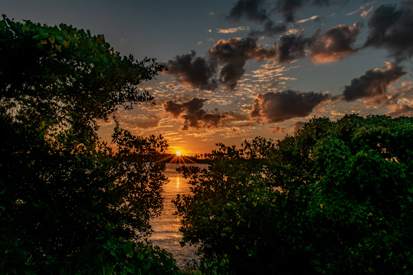 Green Spinach by adamantexperience