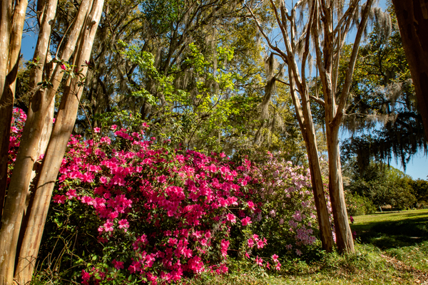 Azaleas Allure by adamantexperience