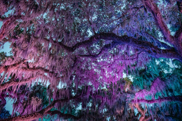 Cotton Candy Land by adamantexperience