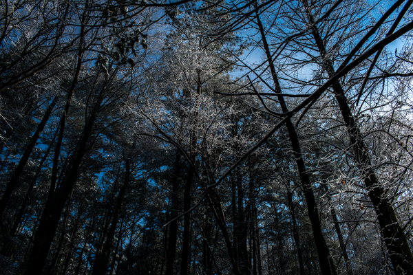 Silent Forest by adamantexperience