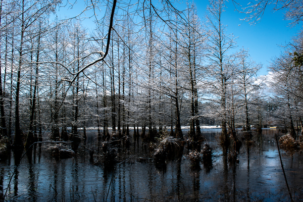 Oaks in the Water by adamantexperience