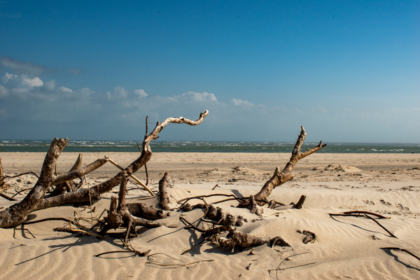 Drift Wood Dunes by adamantexperience
