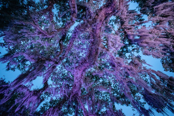 Glossy Oaks by adamantexperience