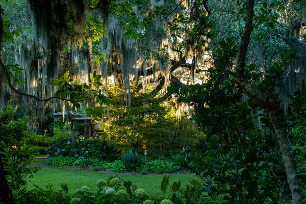 Into the Swamp by adamantexperience