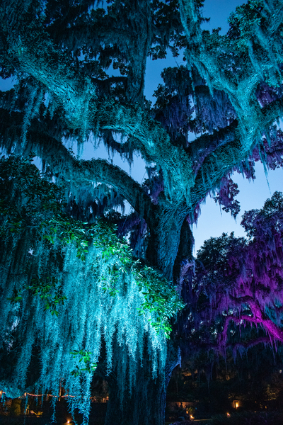 Kush by adamantexperience