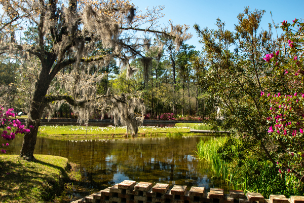 Oak by the Water by adamantexperience