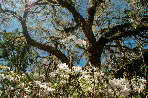 Snow White by adamantexperience