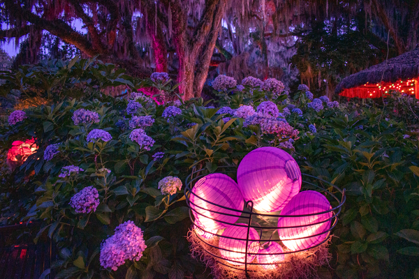 Wonka Vision by adamantexperience