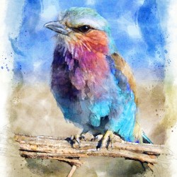 Watercolor Bird
