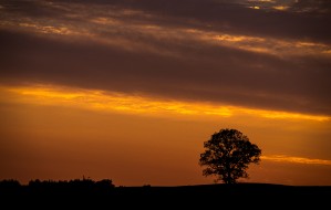 Distant Tree Print