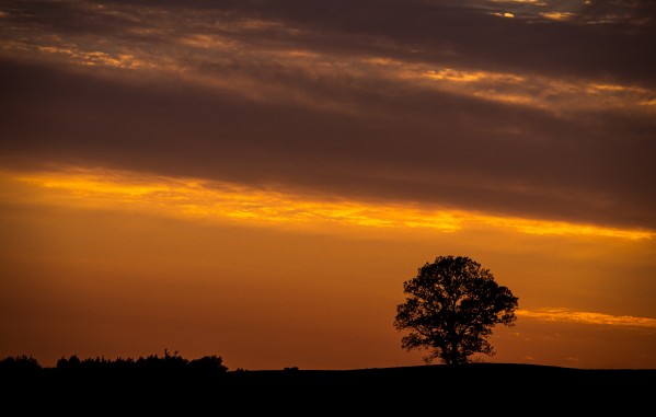 Distant Tree Print