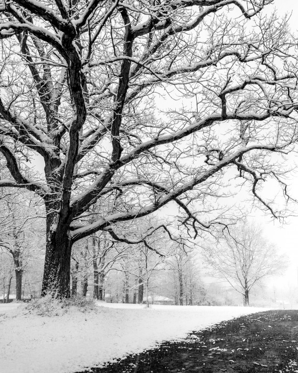 First Snowfall Print