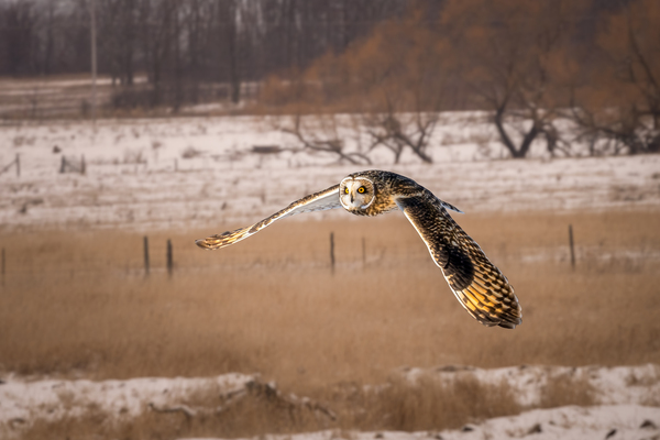 Short Eared Own Print
