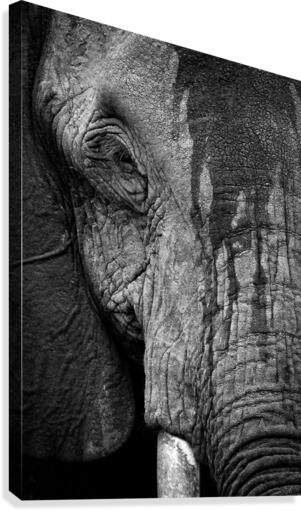 Elephant Uganda wild Canvas Print