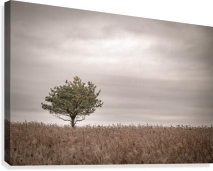 Lone Pine Canvas Print