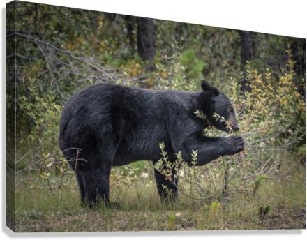 Berry Picking Bear Canvas Print