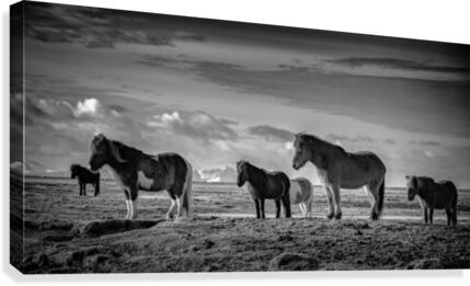 Into the Wind Canvas Print