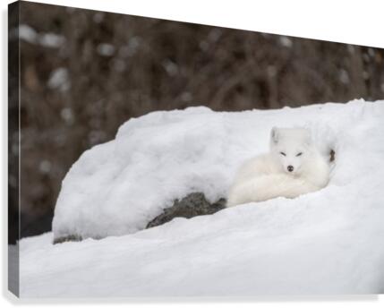 Arctic Fox Canvas Print
