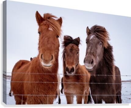 Three Amigos Canvas Print