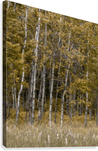 White Birch Canvas Print