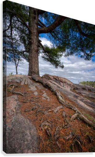 Taking Root Canvas Print