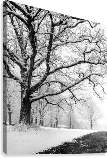 First Snowfall Canvas Print
