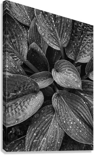 Hosta Leaves Canvas Print