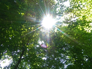 RAYS