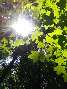 Rays of shine