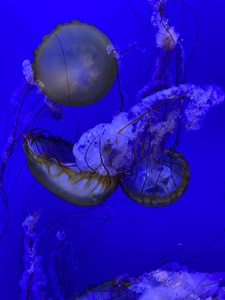 Krabby Patties and Jellyfish Jelly