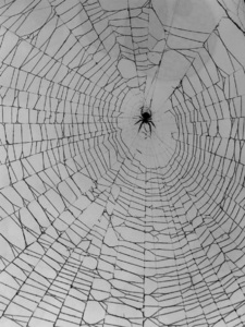 The webweaver 