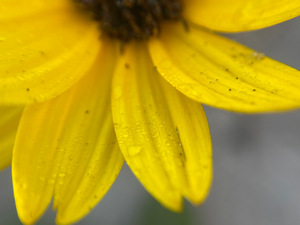 morning dew