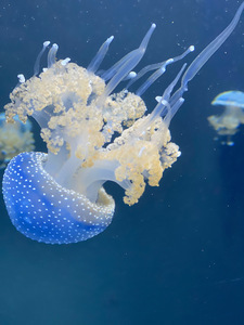 Jellybomb