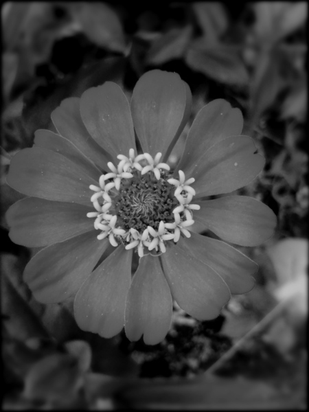 zinnia bw Print