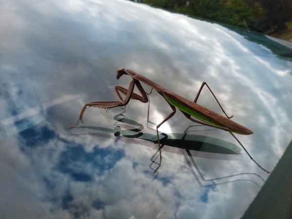 A bugs life Print