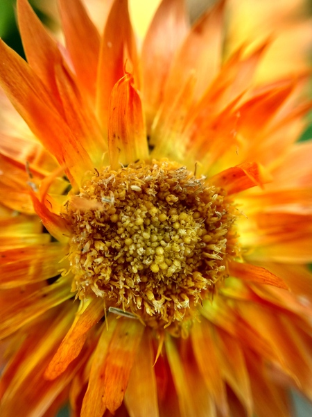 Sunburst Print