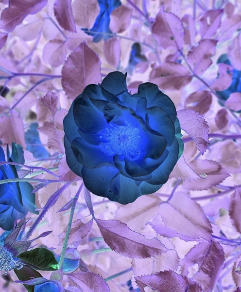 The darkest rose Print