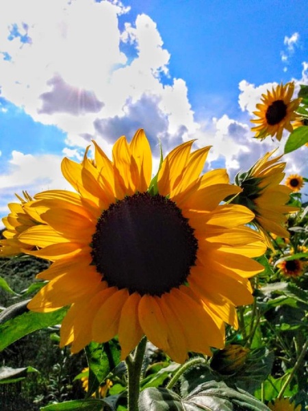 Sunflower Print