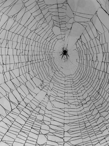 The webweaver  Print