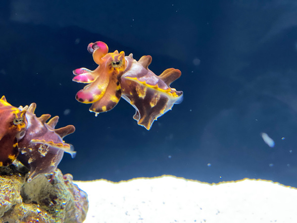 The Cuddly Cuttlefish Print