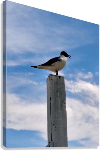 Some bird somewhere Canvas Print