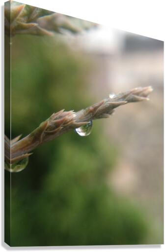 After the rain Canvas Print