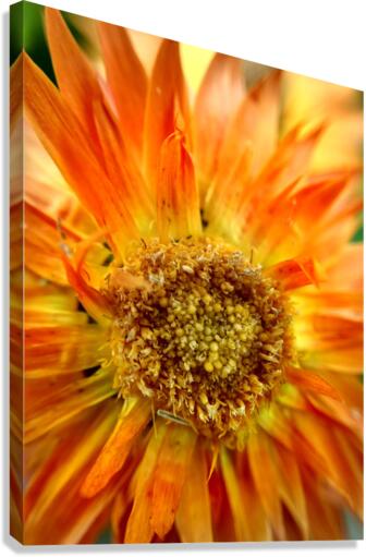 Sunburst Canvas Print