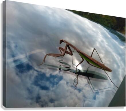 A bugs life Canvas Print