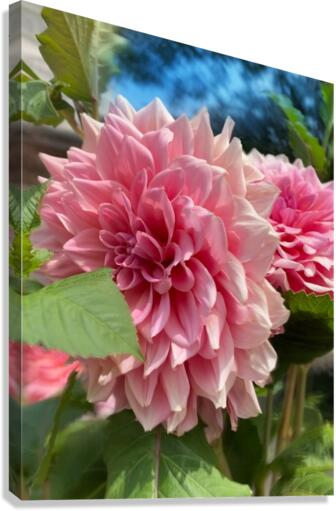 buddah lovers Canvas Print