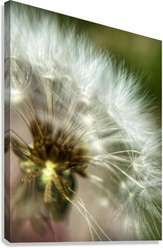 Wish Canvas Print