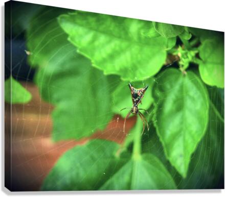 Microthena Canvas Print