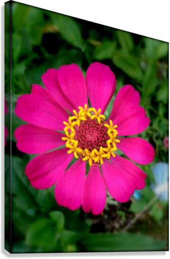 Be vibrant Canvas Print