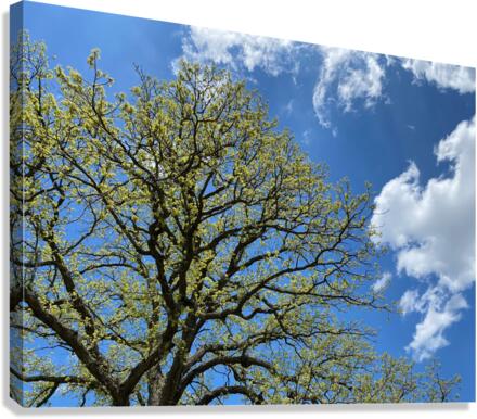Picnic Canvas Print