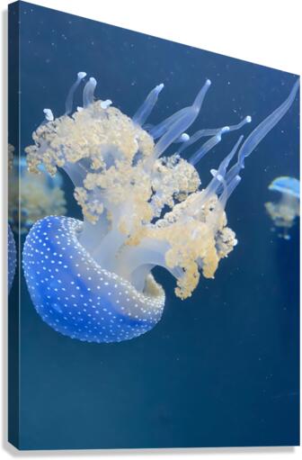Jellybomb Canvas Print